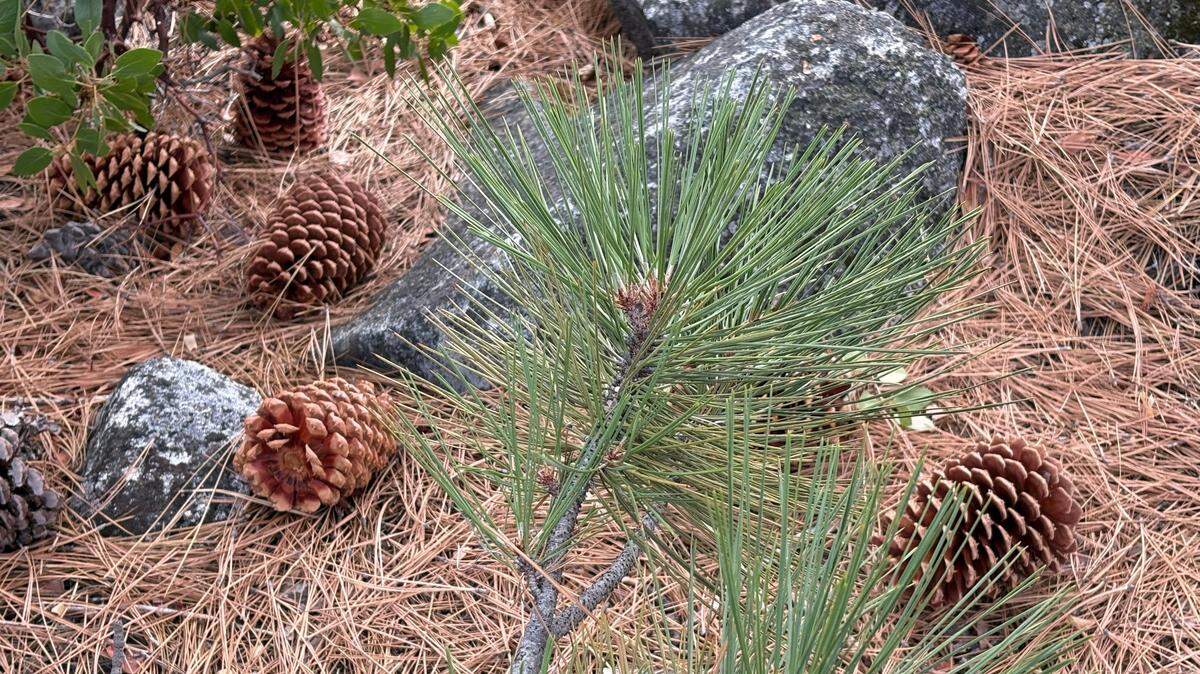 Pine cones were the topic of debate between Sherry Kuehl and her husband. Then the topic took a slippery turn.