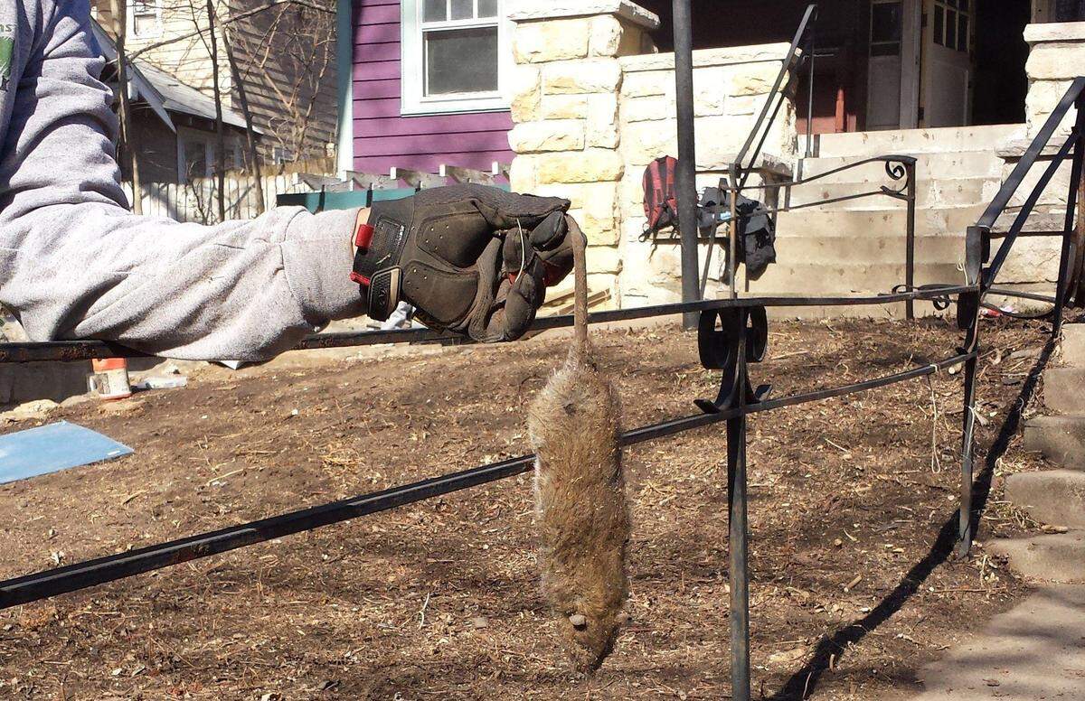 A receiver appointed to clean out Carol Dille’s Westwood Park home found a large rat inside.
