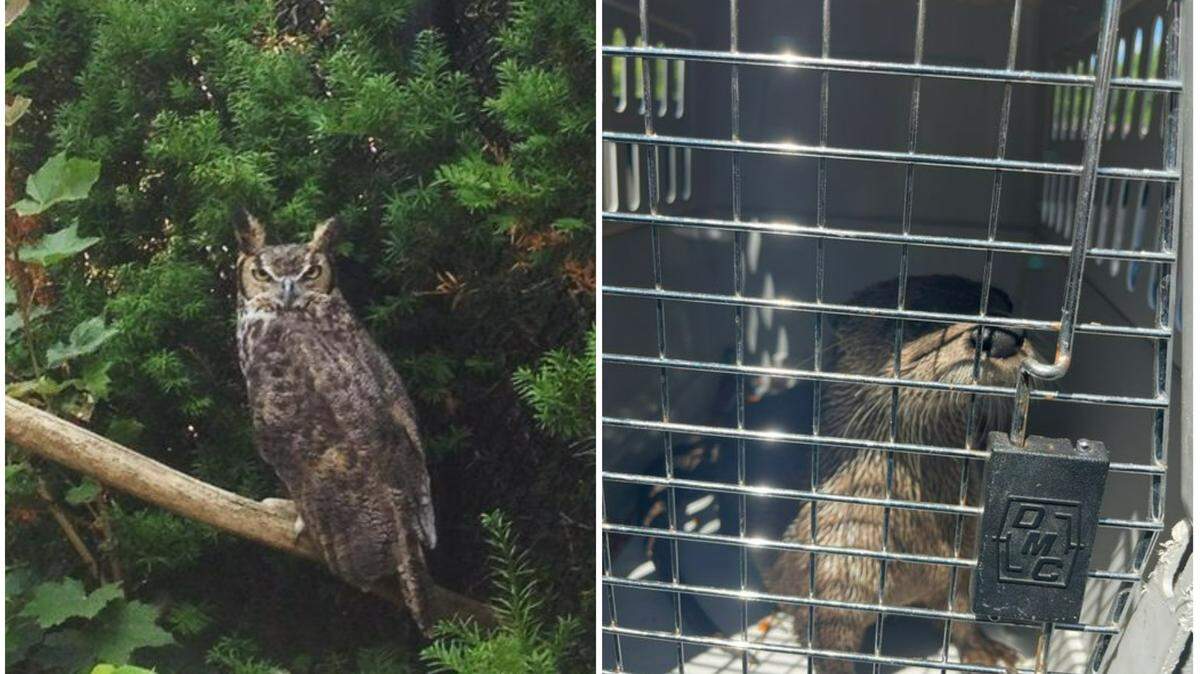 The Ochsner Park Zoo in Baraboo, Wisconsin, welcomed its last escaped owl back home after an individual broke into the zoo and let animals loose, officials said.