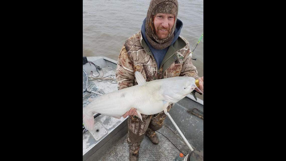 Cody Vannattan, a guide on Truman Lake, has been getting his clients into blue catfish lately. Blues of all sizes have been biting, including many in and over the slot limit.
