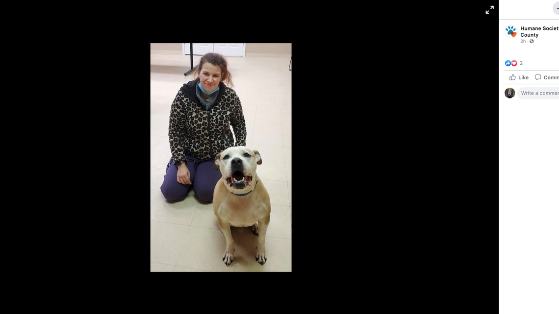 Julia Nemeth’s dog Junior was returned home eight years after he was stolen from her Ohio home during a break-in, the Summit County Humane Society said.