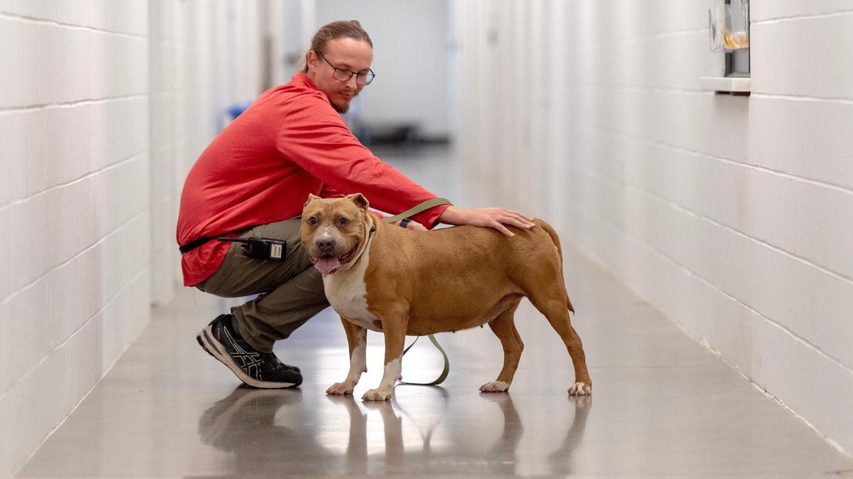 Karl Akers, a canine foster coordinator at KC Pet Project, pets Verona, an 8-year-old pit bull mix.
