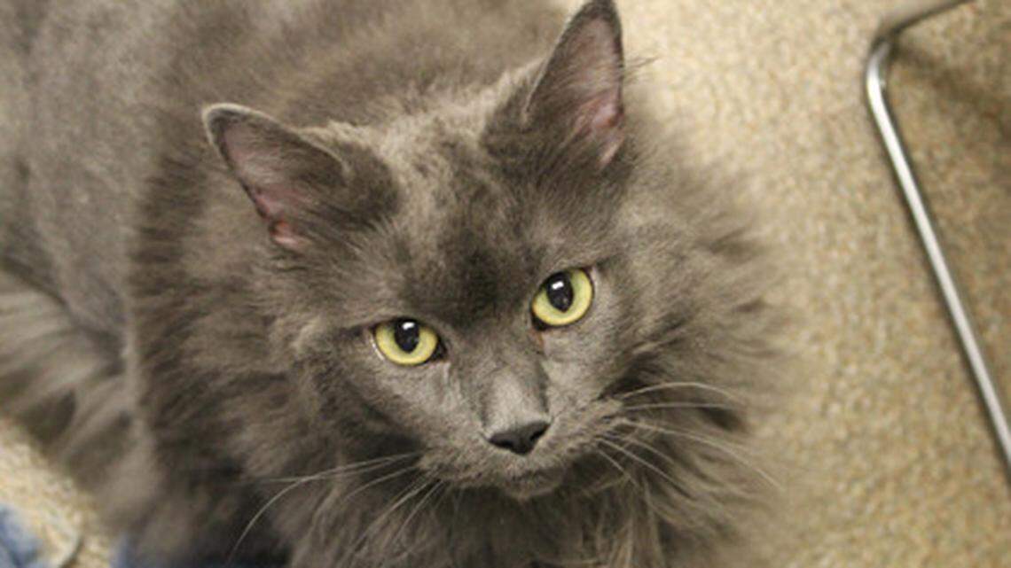 Feline fight: Jackson County city may fine pet owners if cats enter others’ yards