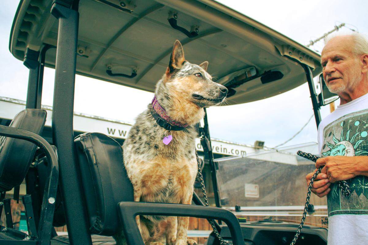 Ladybug, Craig Douglas’ dog, is an icon of Boulevard Drive-in since her owner bought her at the Swap ‘n’ Shop.