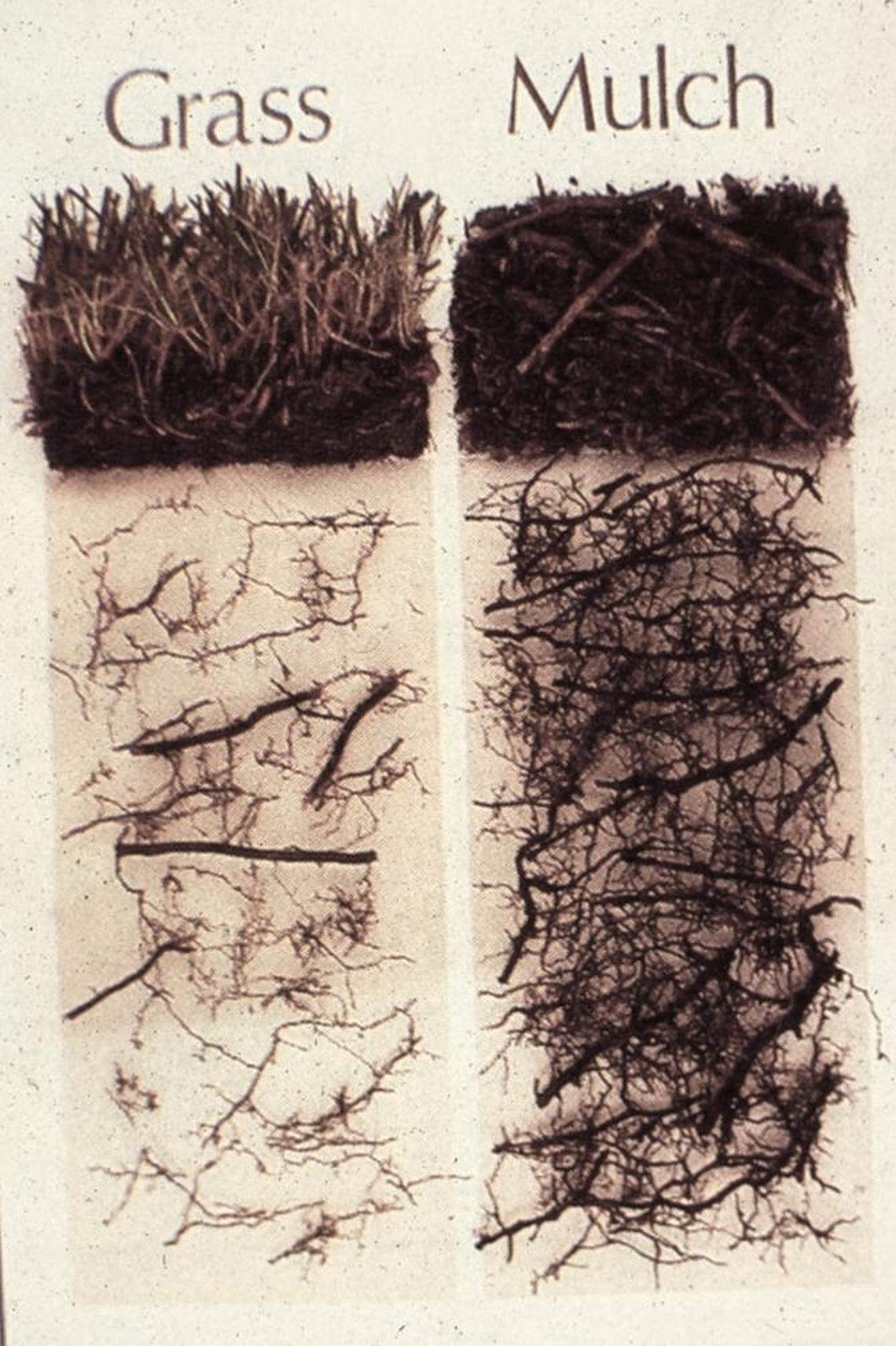 Tree roots do better under mulch than they do when battling with grass for resources. Consider spreading mulch under the tree, but avoid piling it near the truck.