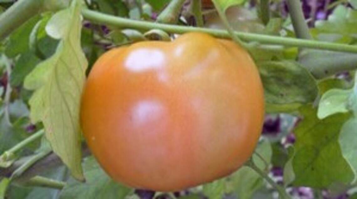 Hello flash drought, goodbye fruit. Here’s why 2022 was a bad year for tomatoes in KC