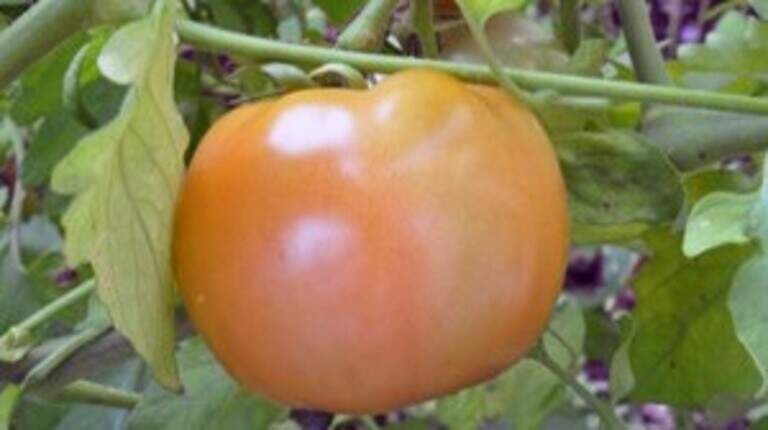 Hello flash drought, goodbye fruit. Here’s why 2022 was a bad year for tomatoes in KC