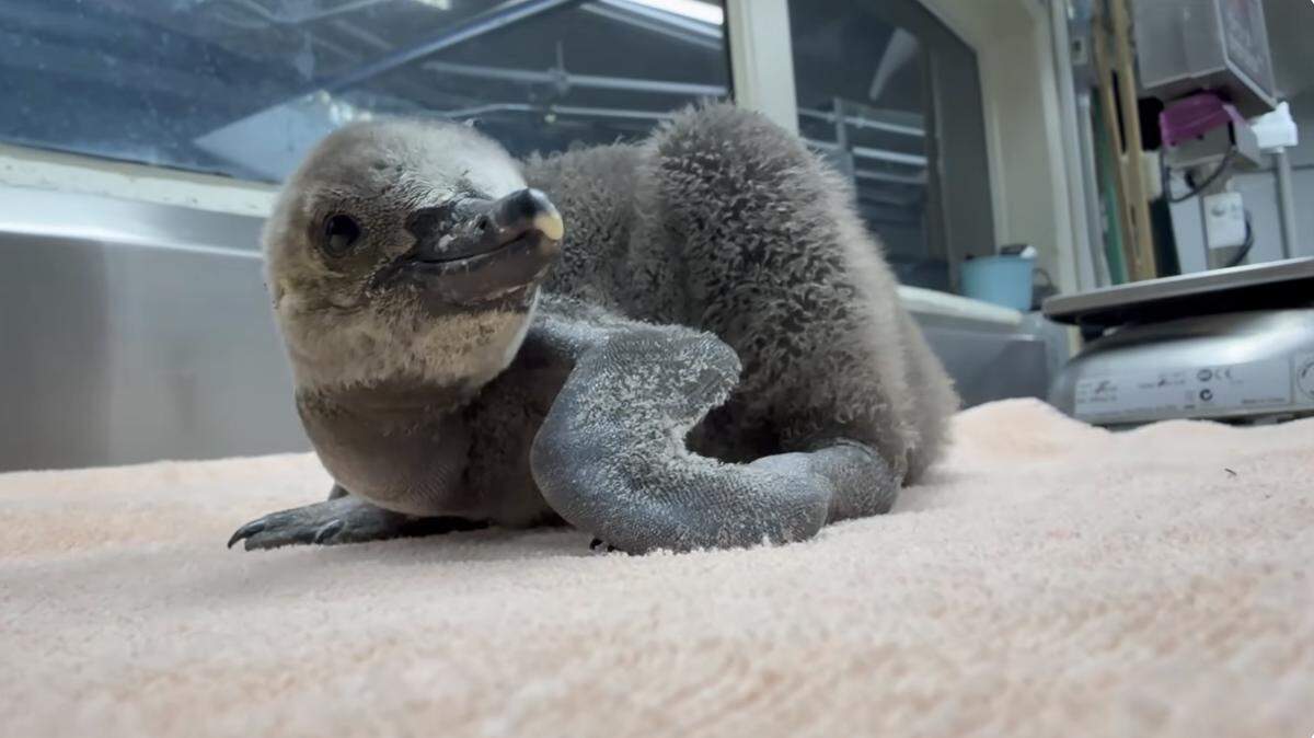 What Are Humboldt Penguins Meet Oregon Zoo’s New Chicks