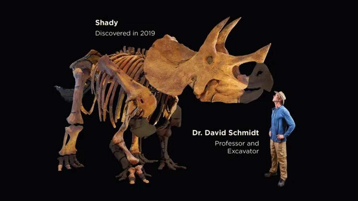 A “simulation” of what the fossil will look like after it is reconstructed, the university said. The unshaded bones represent those the Westminster team has recovered since 2019.