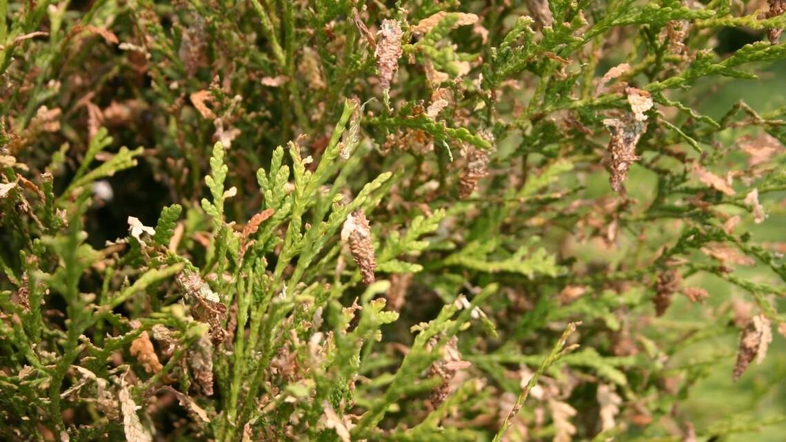 What are those cocoons in your evergreens? Act now to protect plants from bagworms