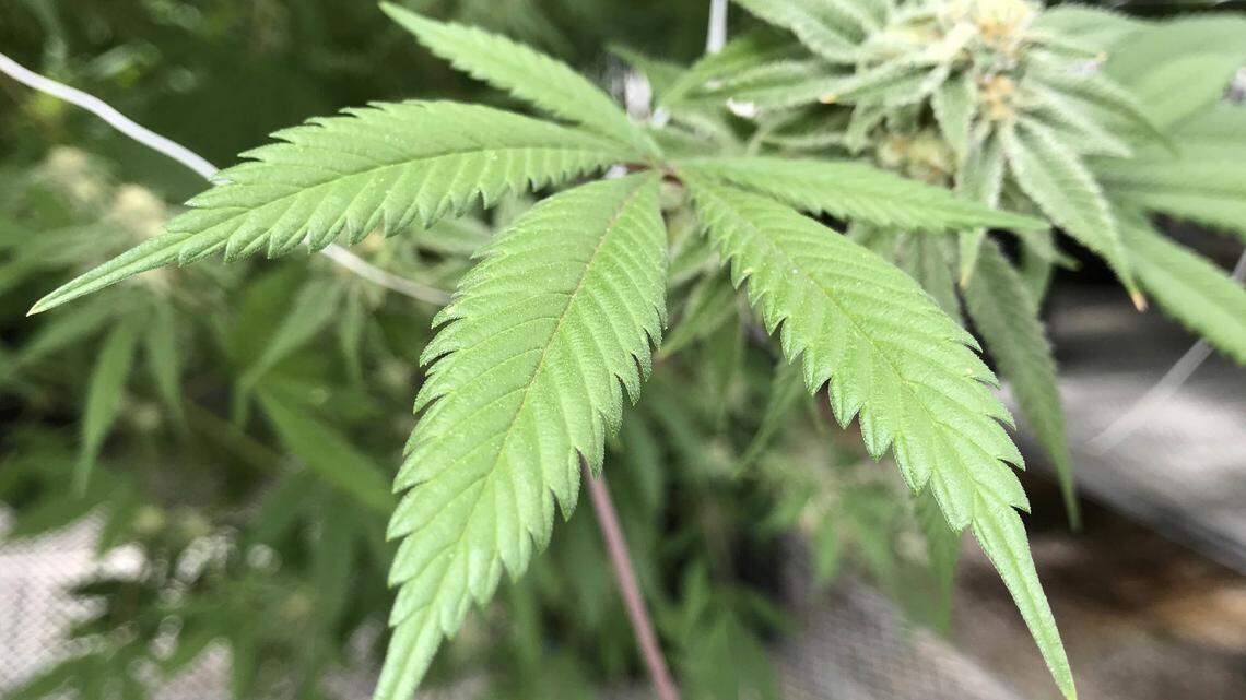 Former U.S. Attorney for Kansas Barry Grissom spoke to the Missouri Cannabis Industry Association in favor of medical marijuana as Missouri voters face three ballot measures in November.