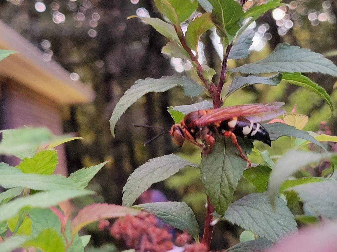 A Cicada Killer Wasp.