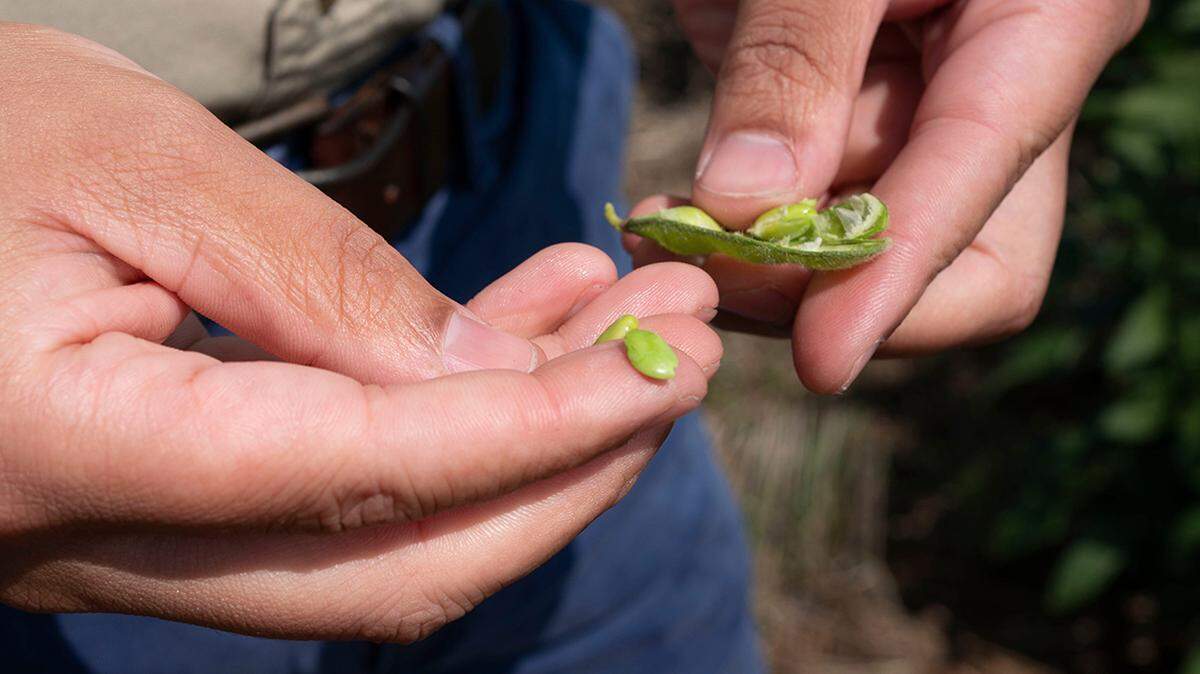The expanding domestic clean aviation biofuel market has left soy producers woefully untapped.