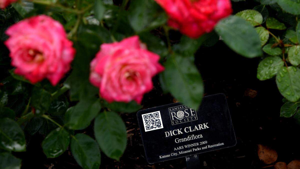Laura Conyers Smith Municipal Rose Garden in Loose Park will be the venue for Rose Day on June 5.