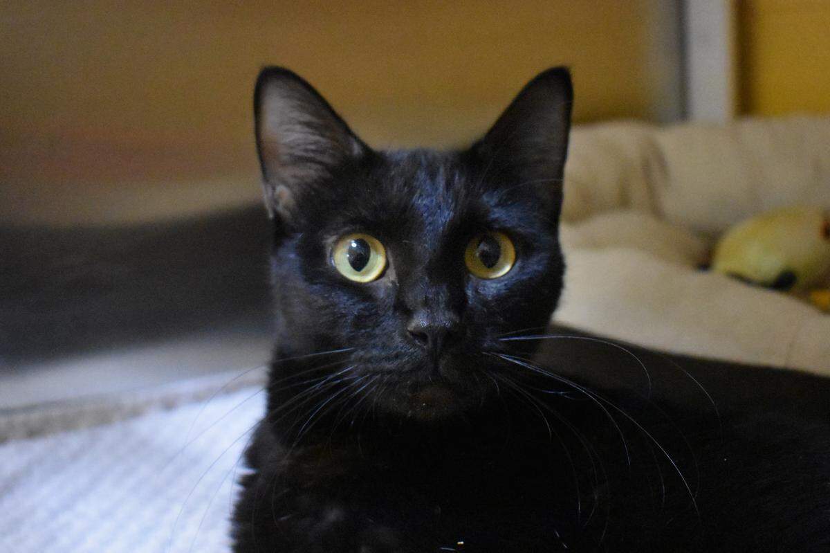 Pawla