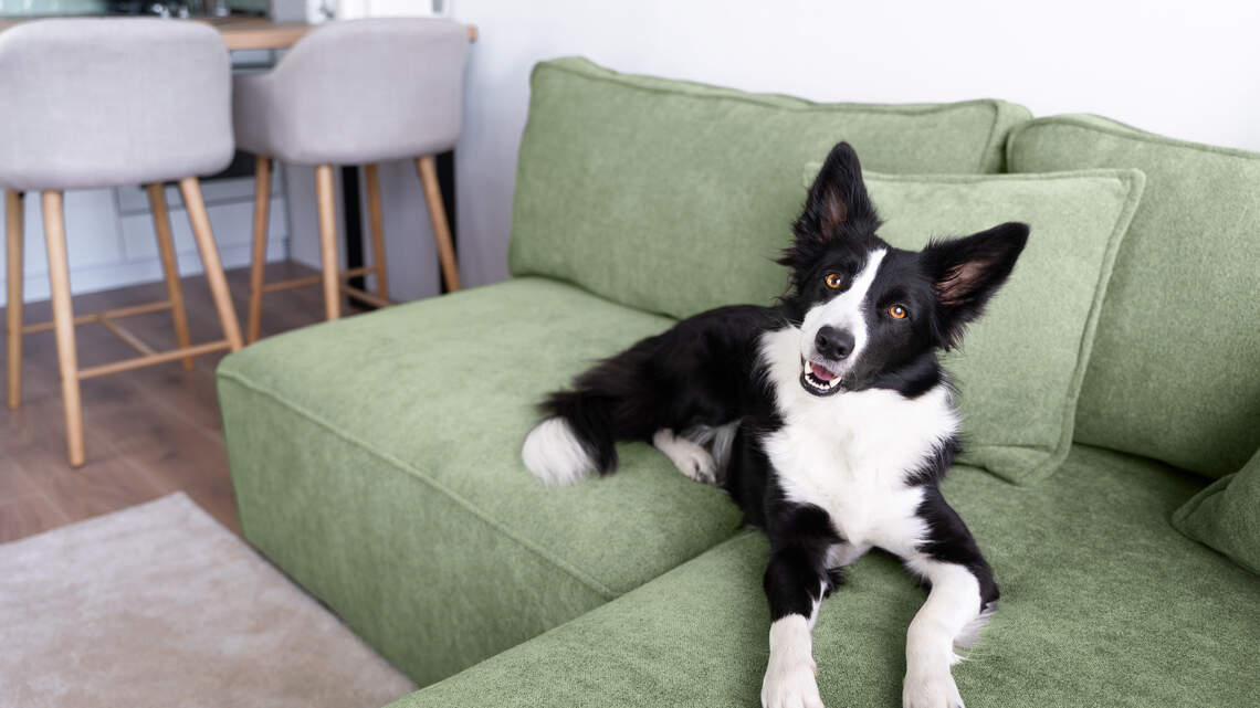 The best washable sofa toppers for pet owners looking to protect their furniture from fur, stains and everyday messes