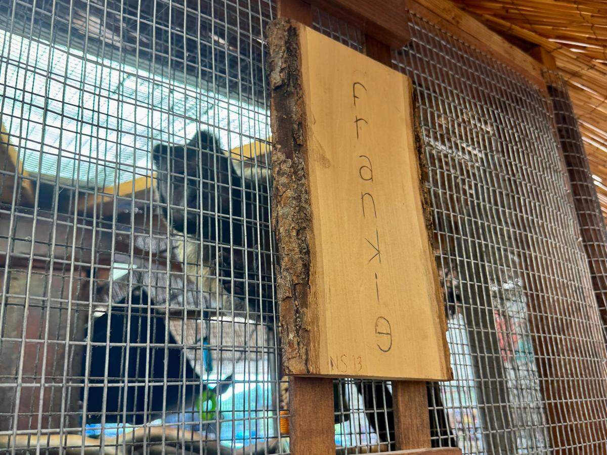 Frankie the monkey in his cage behind his nameplate. 