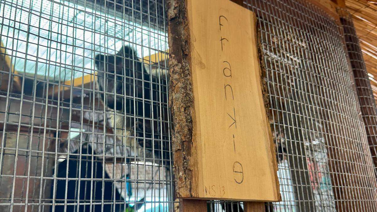 Frankie the monkey in his cage behind his nameplate. 