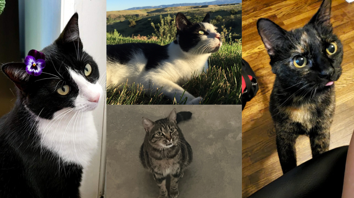 Finalists for Wichita’s cutest cat contest are, from left moving clockwise, Beans, Calvin, Tifa and Piper.