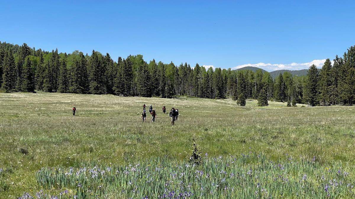 The chance to hike through this meadow was fair payoff for almost two weeks on the trail.