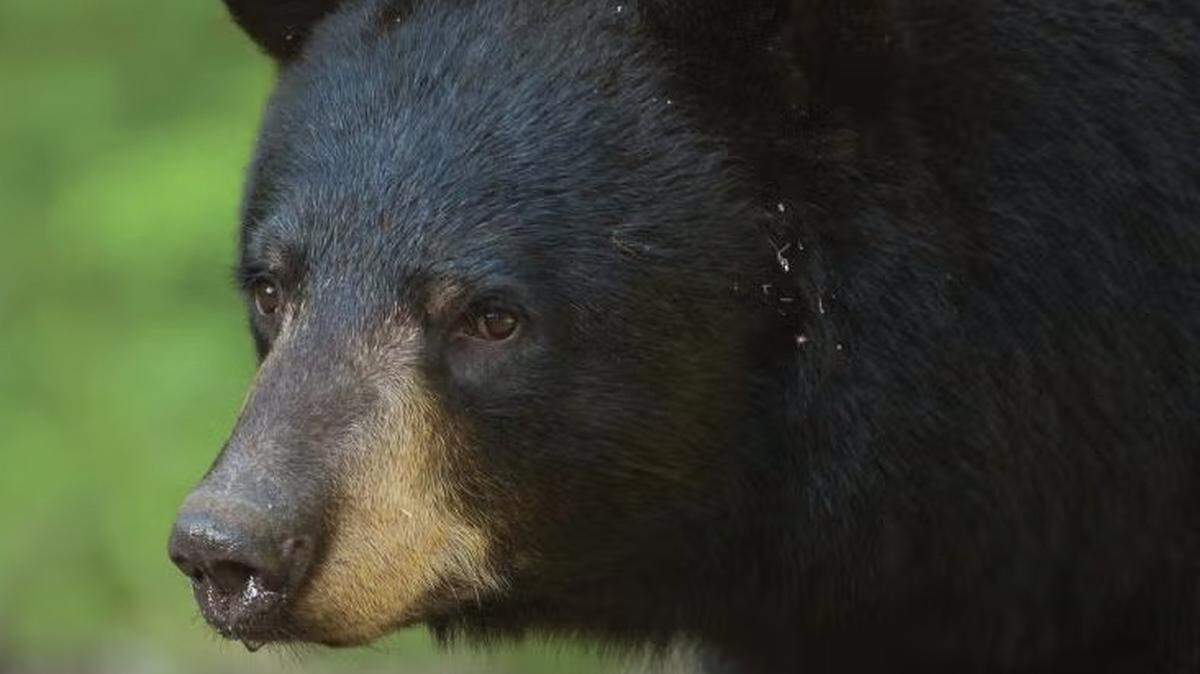 Missouri wildlife officials have confirmed a handful of bear sightings in the vicinity of Kansas City this week and are advising people to stay clear of any bears they might happen across.