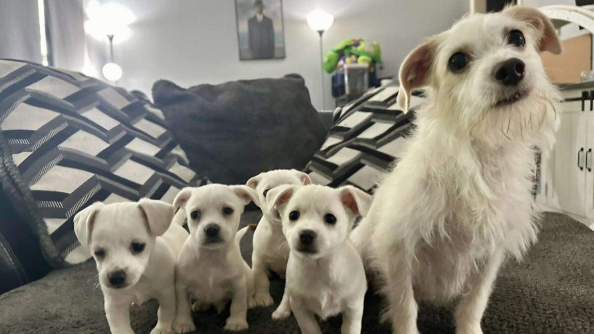 The American Society for the Prevention of Cruelty to Animals and the Humane Society of the United States give barely any funds for pet welfare at the state level.