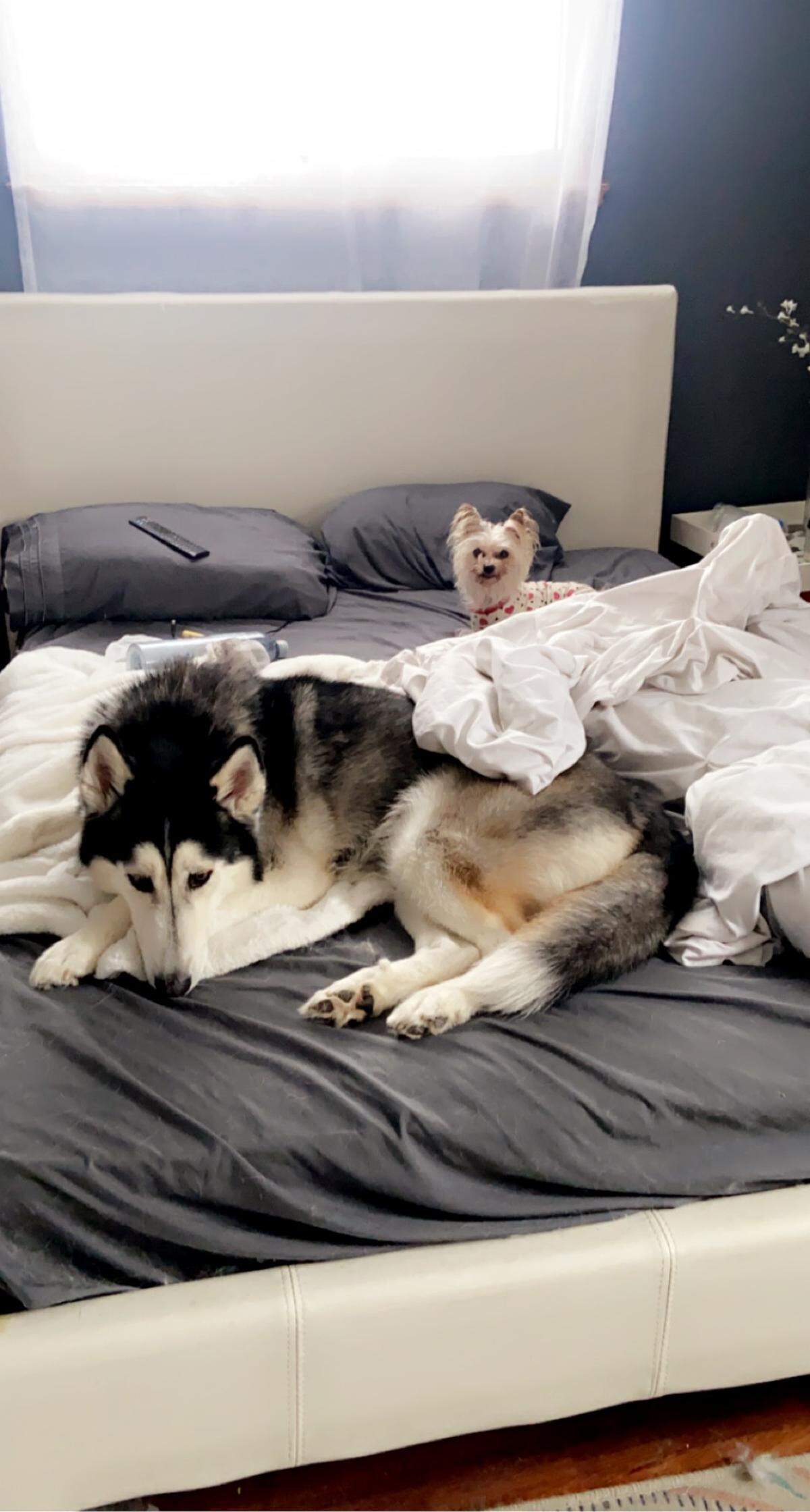 “Snow day snuggles!” -Amber Hix