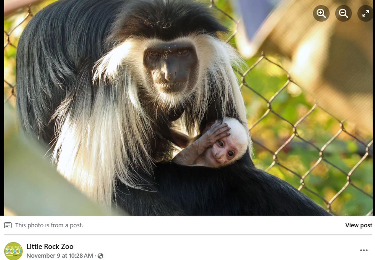 The baby monkey is bonding with its mom while watching its brother play.