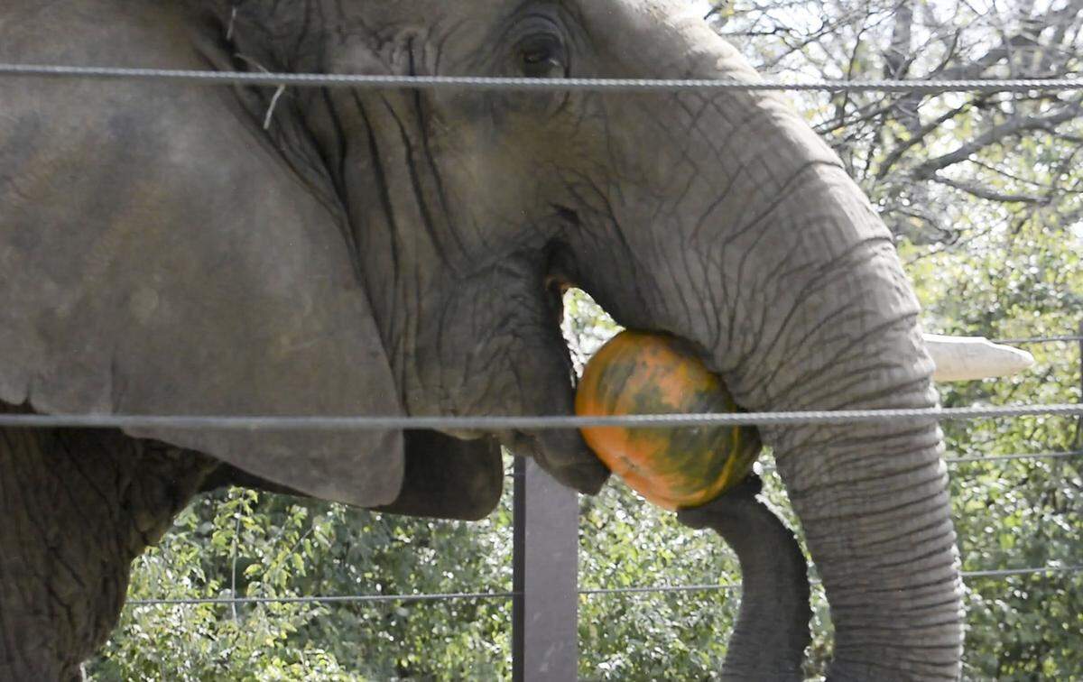 Elephants and others will enjoy the Great Pumpkin Smash on Nov. 6 and 7 at the Kansas City Zoo.
