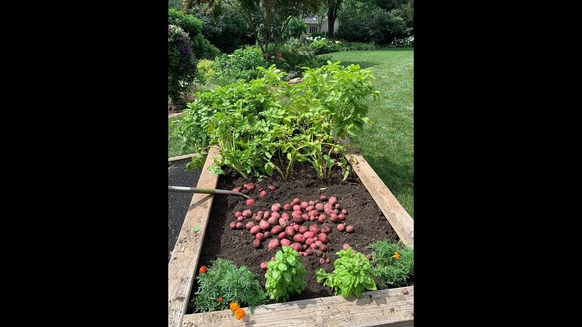 ‘Succession’ is a hit on TV — and in the garden. Here’s how to make the method work