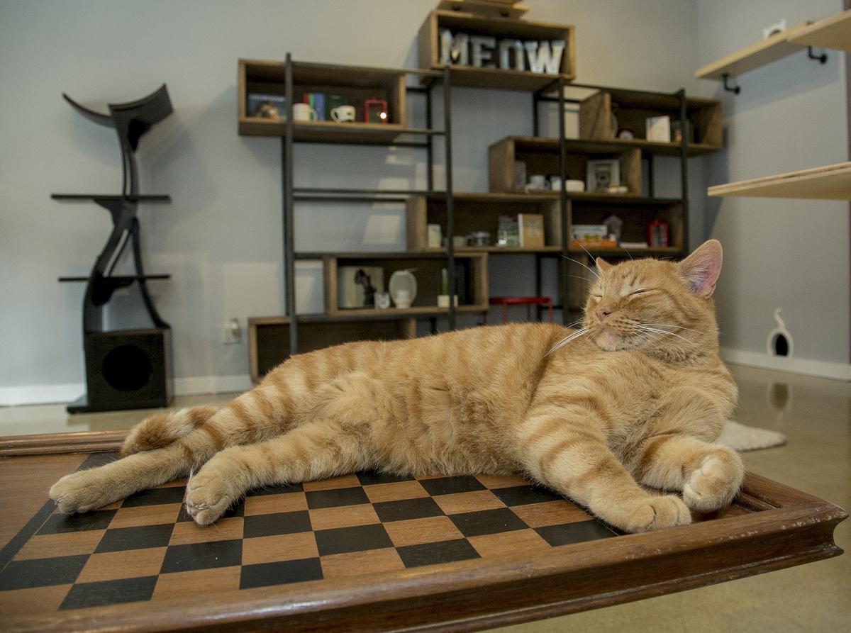 Whiskers Cat Cafe is at 3705 Southwest Trafficway. Art is one of two resident cats at the cafe. Guests can make online reservations to visit the cafe at whiskerskc.com.