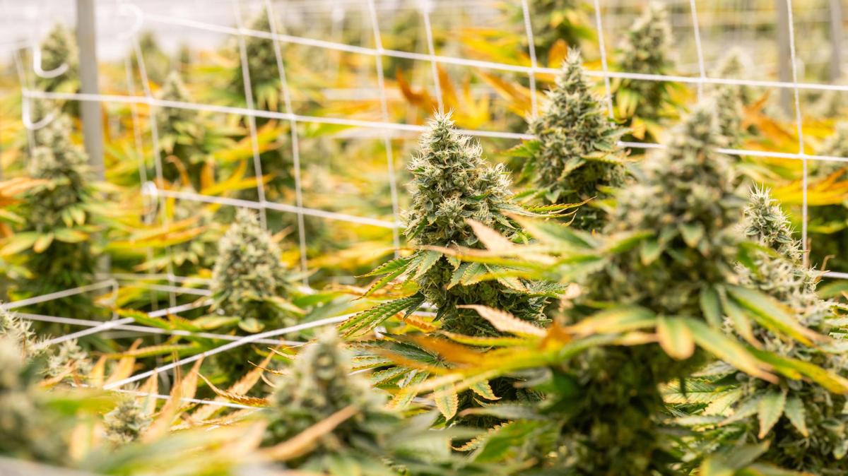 A Kansas City-area marijuana wholesaler is accusing one of the largest marijuana businesses in the state of violating antitrust laws.