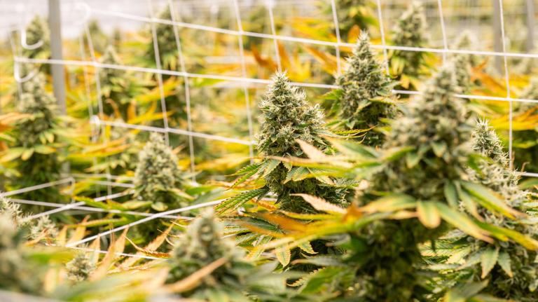 Good Day Farms accused of illegal monopoly by Missouri cannabis companies