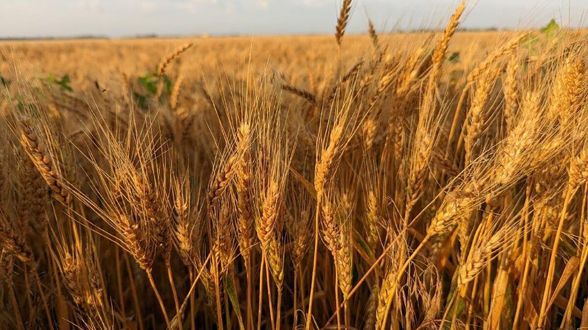 A wheat field near-ready for harvest along the Biking Across Kansas route east of Hillsboro, Kansas.