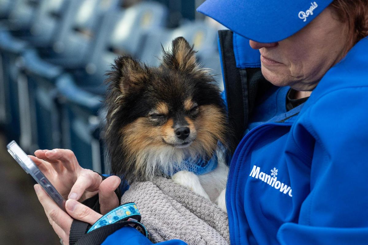 A dog is seen sleeping during Bark at the Park at an MLB game between the Kansas City Royals and the Baltimore Orioles on Friday, April 4, 2025, at Kauffman Stadium.