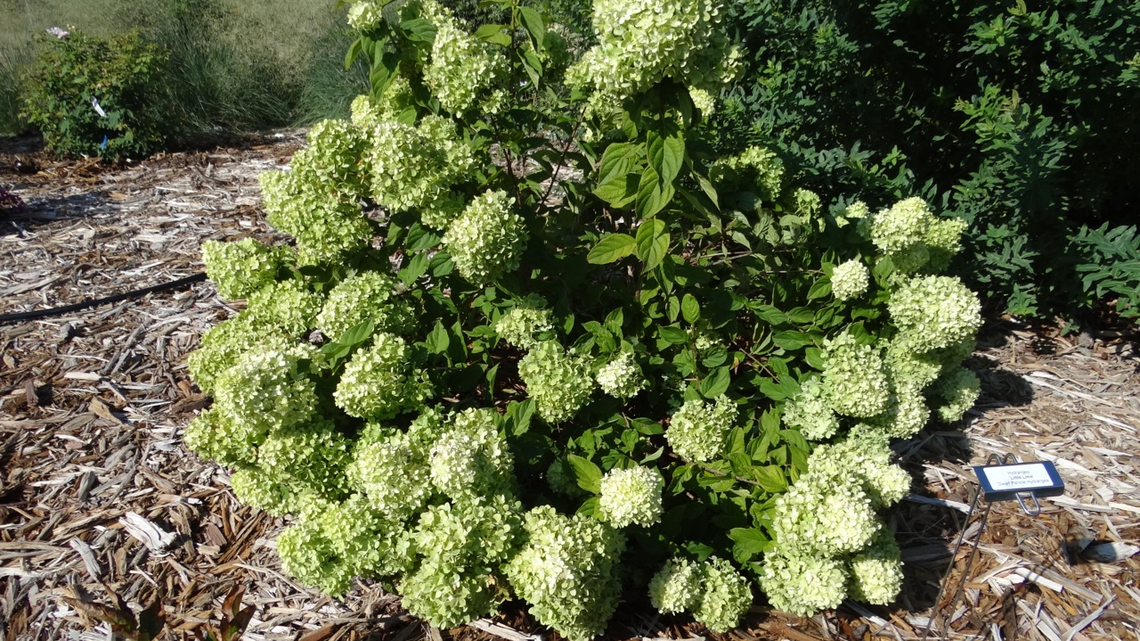 The “Little Lime” is of the smaller varieties of the panicle hydrangea.