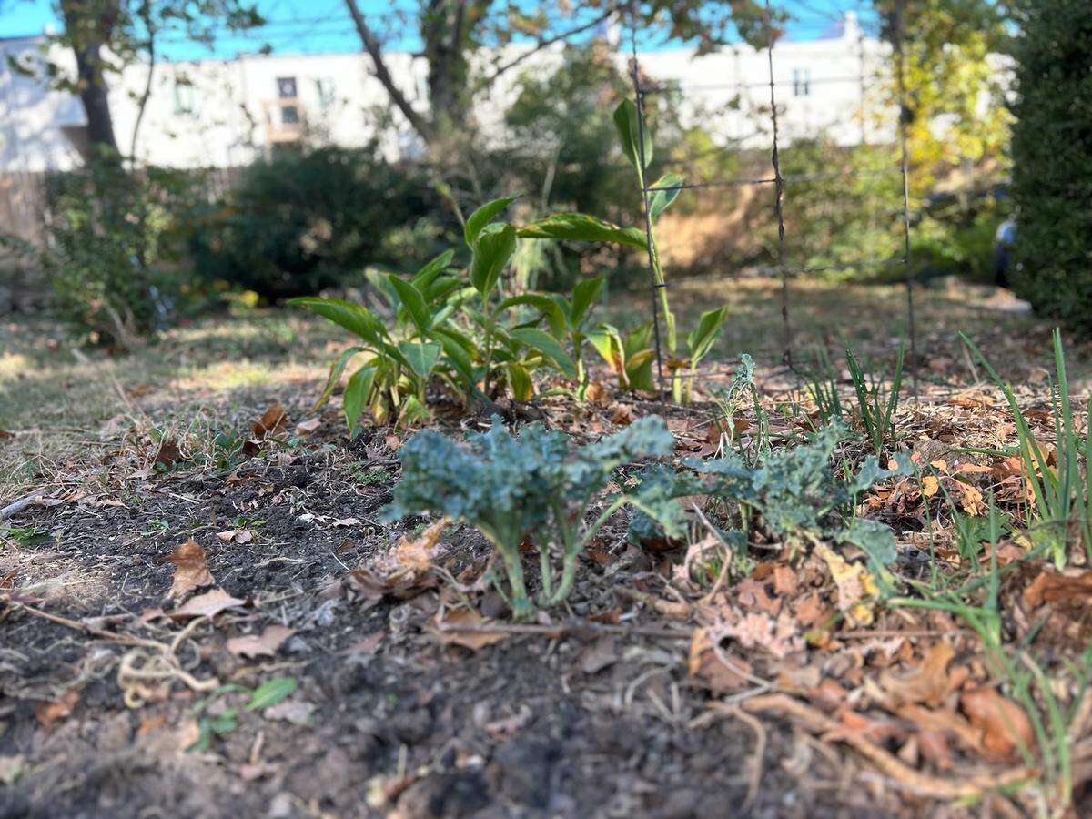 How well do you understand your garden’s soil?