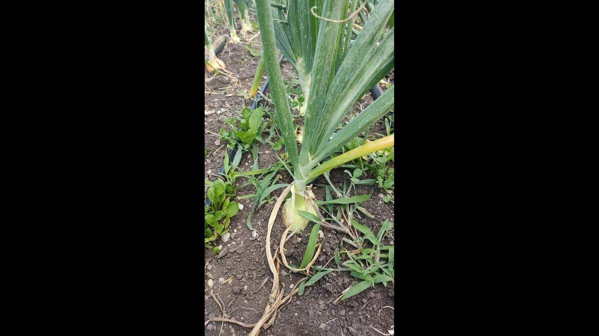 Weeds can choke out vegetables like onions by blocking light and using up valuable nutrients.