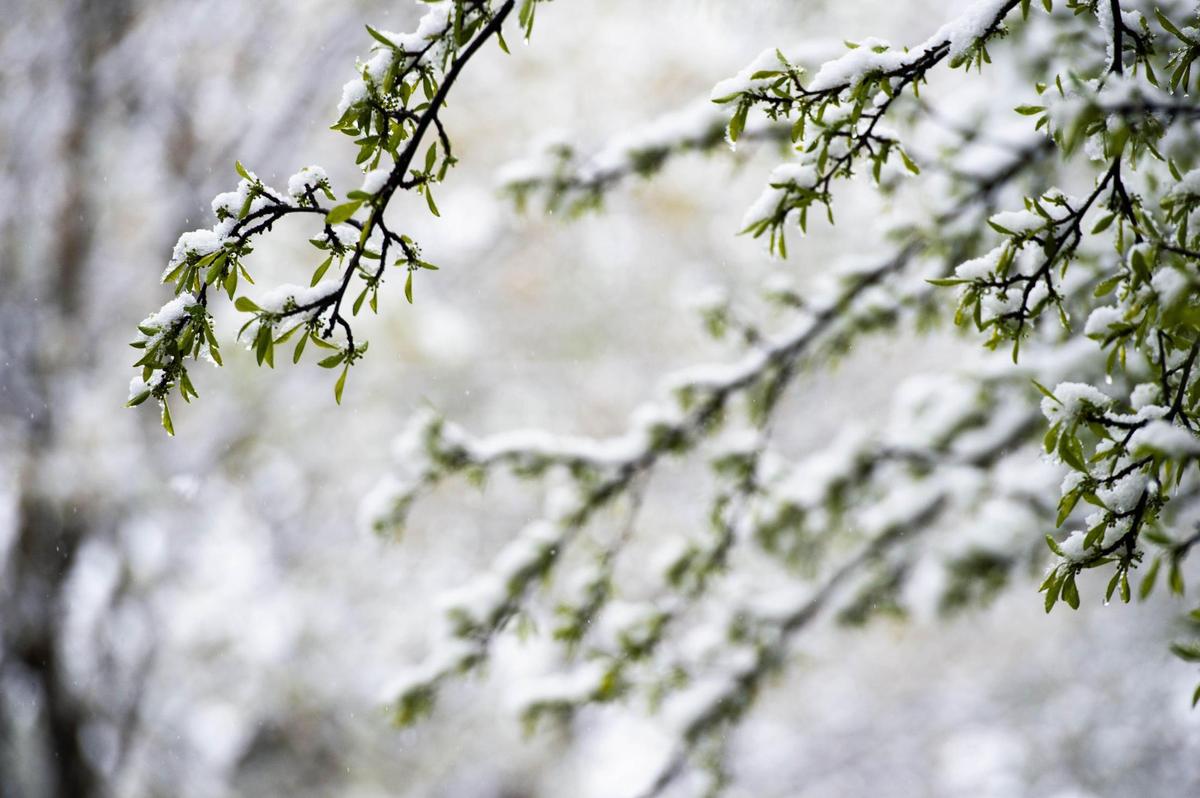 Tree branches were blanked in snow Tuesday morning, April 20, 2021, as the Kansas City region recorded an unusual late April snowfall.