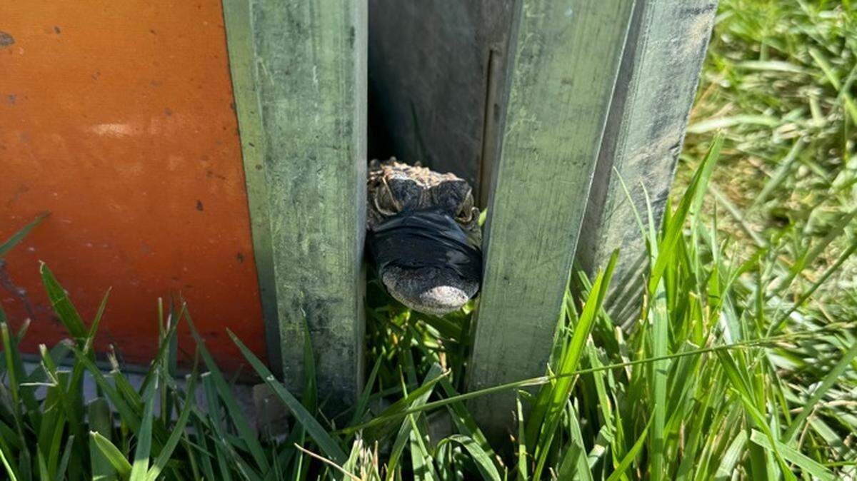 The Park Hill school district shared a photo of the alligator poking its nose through its enclosure at the petting zoo event at Lakeview Middle School on May 23. The staff member running the mobile petting zoo left for the night before staff and animal control stopped looking for the alligator. Thorni Ridge Exotics says the alligator was stolen.