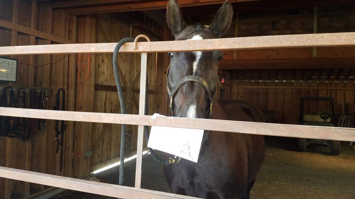 Goliath “reads” a letter in his cozy spot at Mahaffie Stagecoach Stop & Farm in Olathe. Children send the animals letters and horse, pigs and other creatures “write” back.