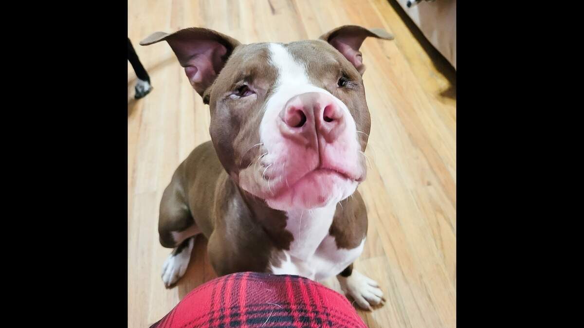 Peeper Bo