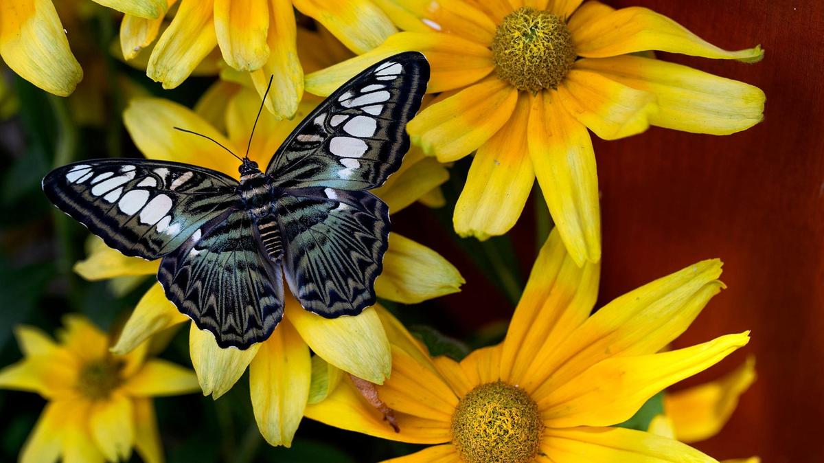 A blue clipper butterfly from Asia rested on flowers inside the conservatory at the Powell Gardens Festival of Butterflies.