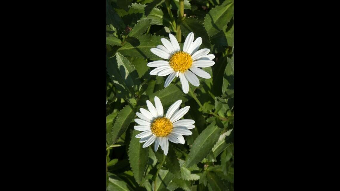 Afraid to prune perennials? With care, they’ll thank you for a gentle touch up