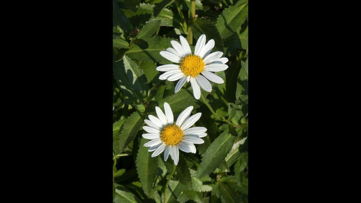 Even the classic perennial Shasta daisy will do well with a bit of pruning.