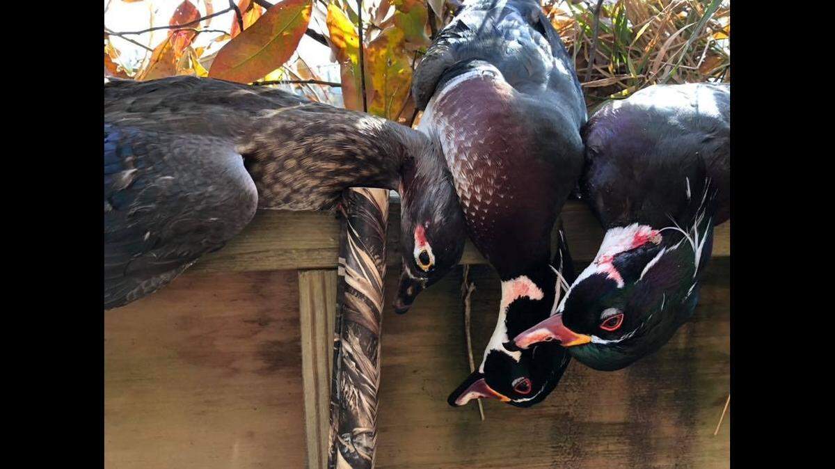 Duck hunter Ryan Miloshewski captured a photo of three beautiful wood ducks he took after the Missouri duck season kicked off this past weekend.
