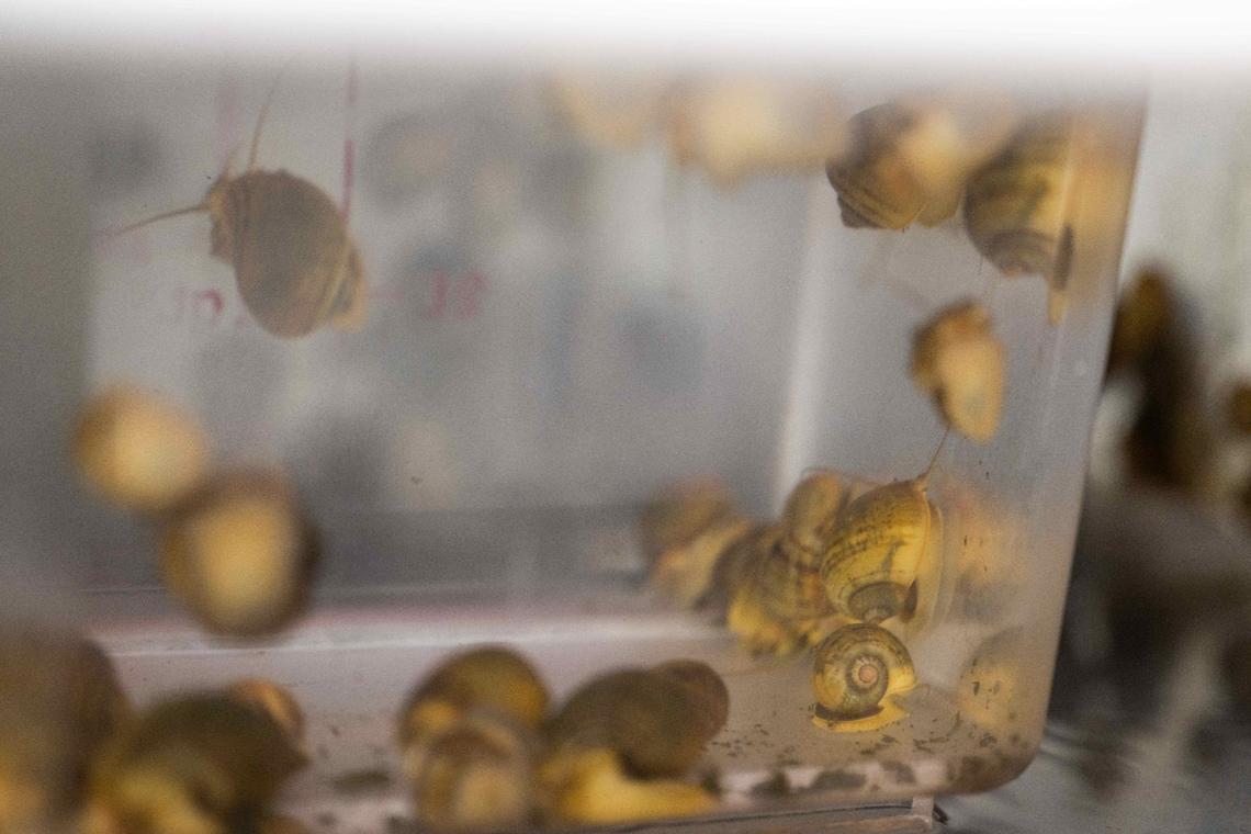 Apple snails, which can regenerate their eyes, float in large tanks in a laboratory at the Stowers Institute for Medical Research. The snails are studied for how their nervous system reacts during regeneration.