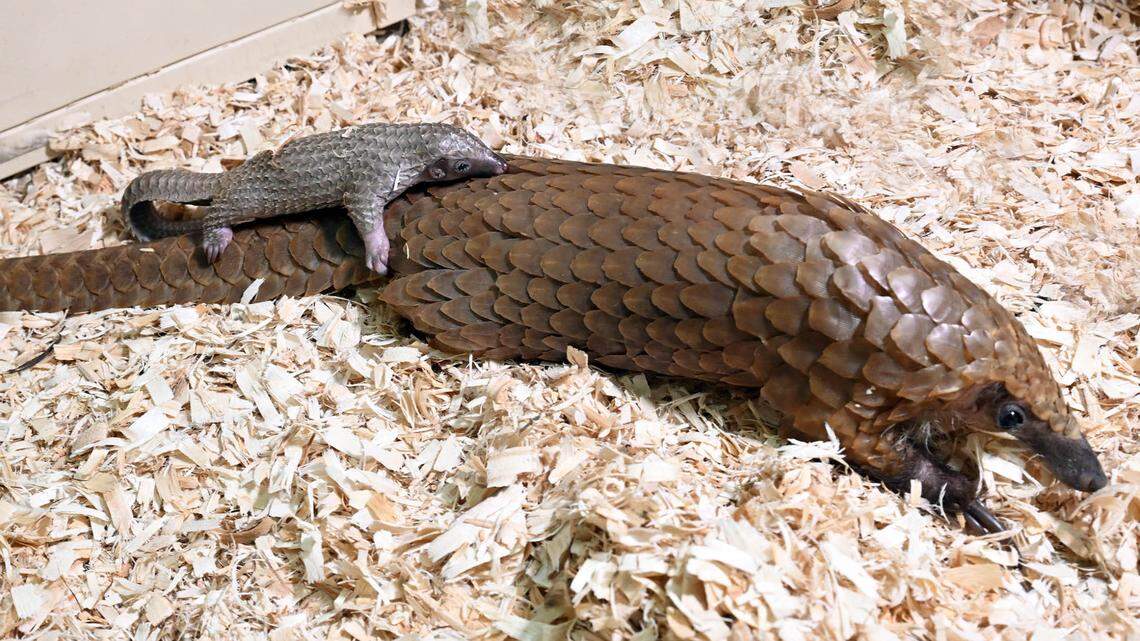 A pangolin pup was born at Brookfield Zoo Chicago on July 25.