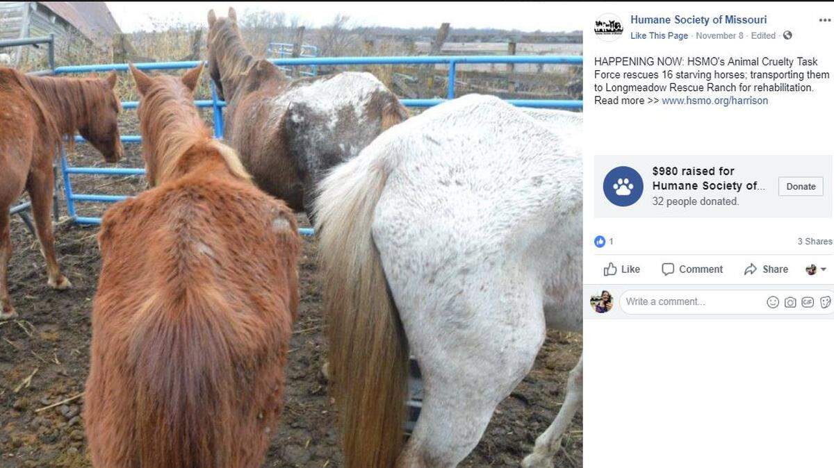 The Humane Society of Missouri Animal Cruelty Task Force announced this week that it rescued 16 severely malnourished horses from a Harrison County property.