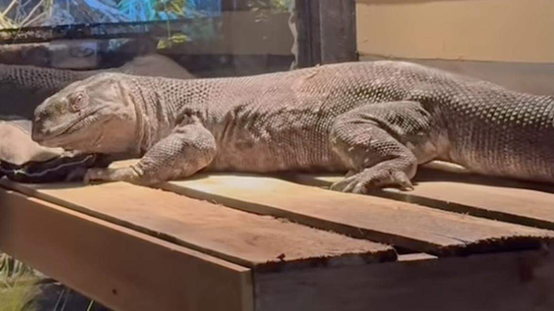 Sioux Falls Reptile Zoo Is the Family Adventure You Need
